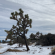 Illustration for article titled Taking A Guided Hummer Tour Of Joshua Tree Was A Highlight Of My Vacation